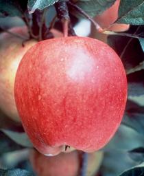 Malus 'Autumn Beauty'