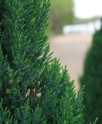 Juniperus chinensis 'Blue Point'