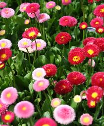 Bellis perennis 'Tasso Mix'
