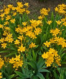 Belamcanda chinensis 'Hello Yellow'