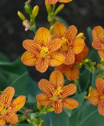 Belamcanda chinensis 'Freckle Face'