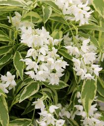 Deutzia gracilis 'Mincream'