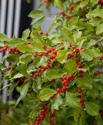 Ilex verticillata 'Bailfire'