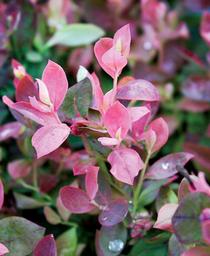 Vaccinium 'ZF06-079'