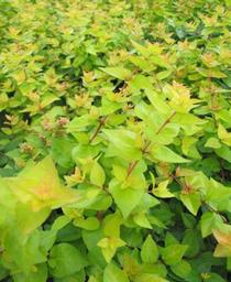 Abelia x grandiflora 'Gretol'
