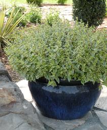 Abelia x grandiflora 'Radiance'