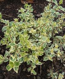 Abelia x grandiflora 'Wevo1'