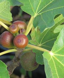Ficus carica 'Little Miss Figgy'
