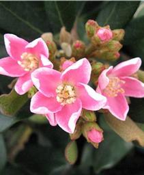 Rhaphiolepis umbellata 'Cherubs Cup'