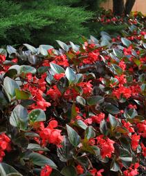 Begonia 'Whopper Red with Bronze Leaf'