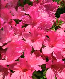 Rhododendron girard x 'Christina'