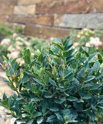Ilex x 'EN2'