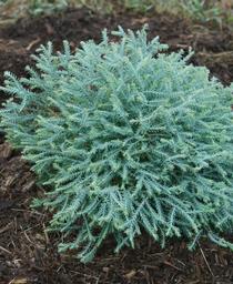 Thuja occidentalis 'Concesarini'