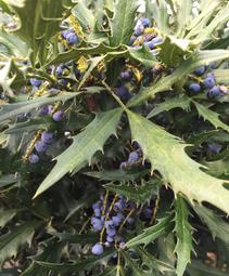 Mahonia 'sPg-15-1'
