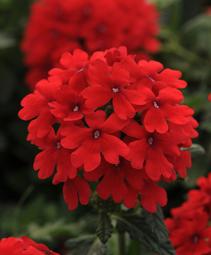 Verbena 'Balendred'