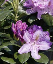 Rhododendron 'Minnetonka'