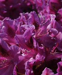 Rhododendron 'Wojnar's Purple'