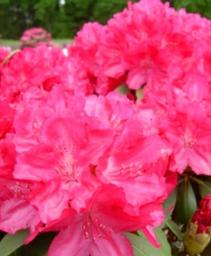 Rhododendron 'Astrid'
