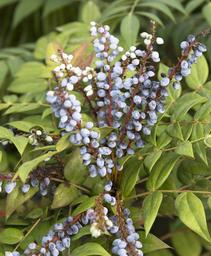 Mahonia eurybracteata 'Marvel'