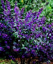 Callicarpa x 'NCCX2'