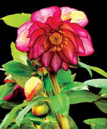 Helleborus 'Winter Jewels Harlequin Gem'
